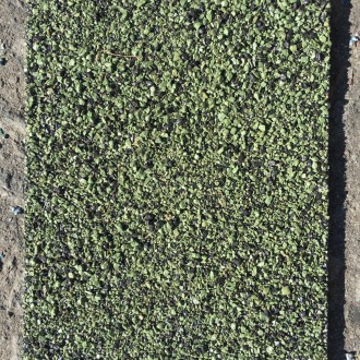 Light Green Anti Slip Close Up